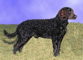SPANIEL DE APA AMERICAN